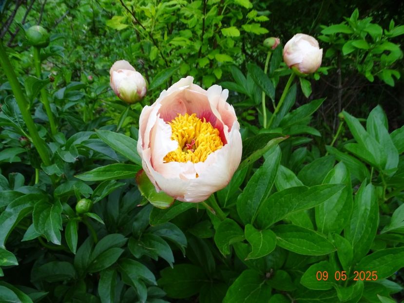 Athena - Bujori 2025- 1