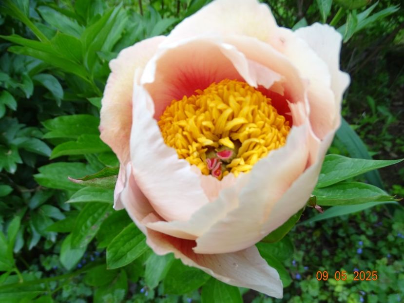 Athena - Bujori 2025- 1