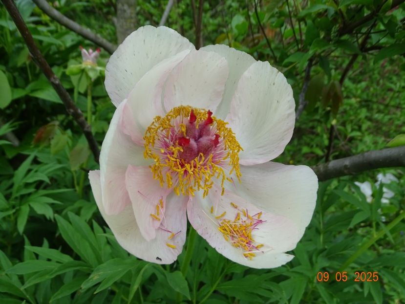 Nosegay - Bujori 2025- 1