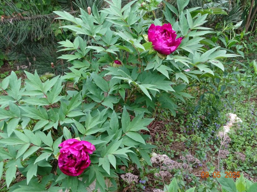 Shimadaijin - Bujori 2025- 1