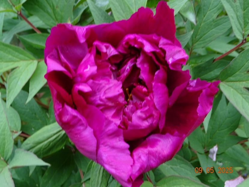 Shimadaijin - Bujori 2025- 1