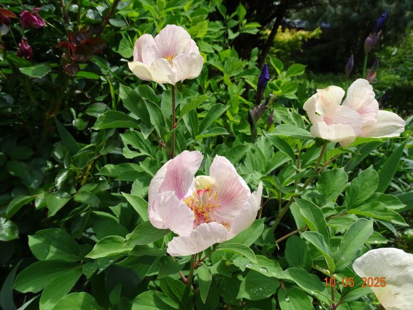 paeonia mlokosewitschii hybrid - Bujori 2025- 1
