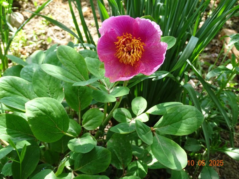 paeonia mascula - Bujori 2025- 1