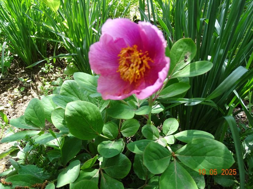 paeonia mascula - Bujori 2025- 1