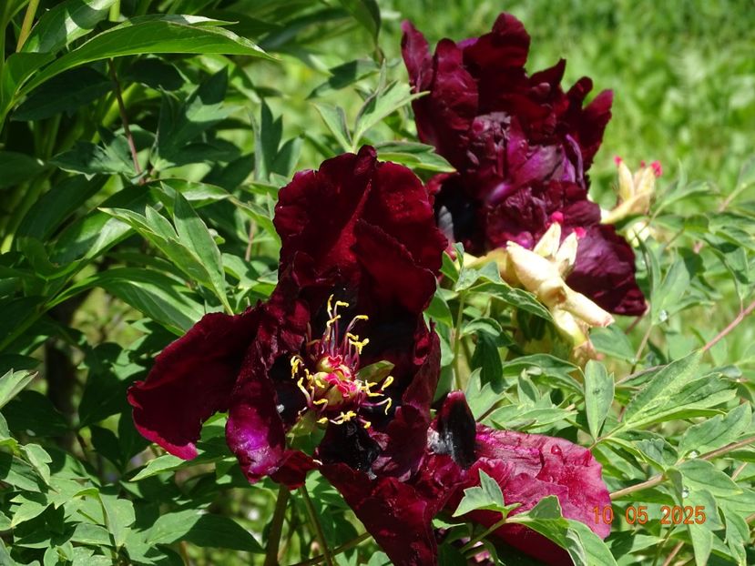 Ye Guang Bei - Bujori 2025- 1