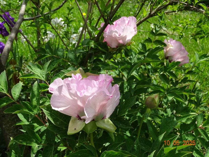 Fen He - Bujori 2025- 1