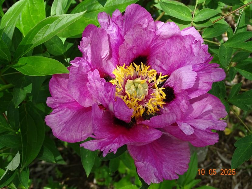 Hui He - Bujori 2025- 1