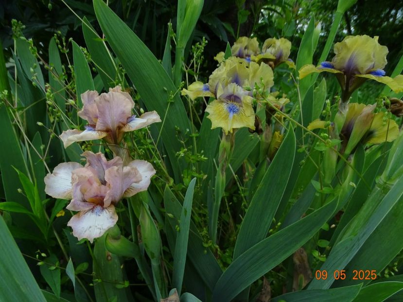  - Irisi 2025 -Dobarland