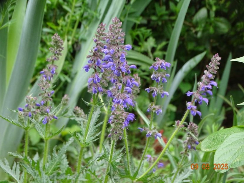 salvia Feathers Peacock - Dobarland 2025 3
