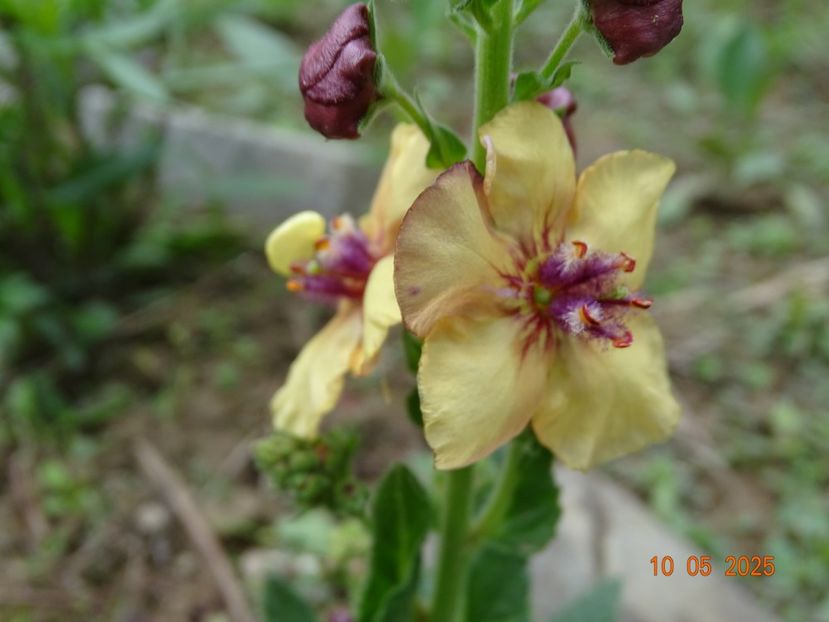 verbascum Honey Dijon - Dobarland 2025 3
