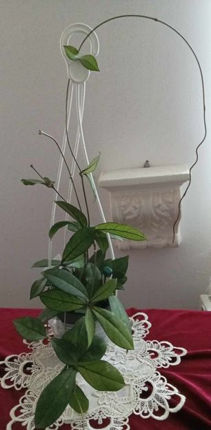 11 mai 2025 - Hoya crassipetiolata