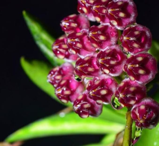 Hoya wayetii Variegata - Hoya Wayetii Variegata