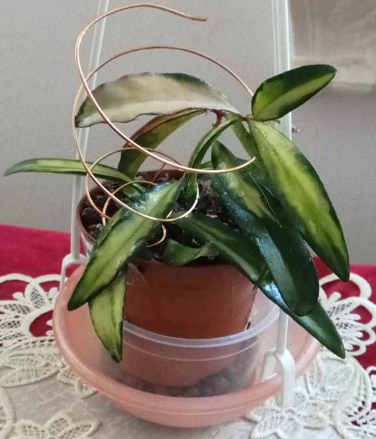 11 mai 2025 - Hoya Wayetii Variegata