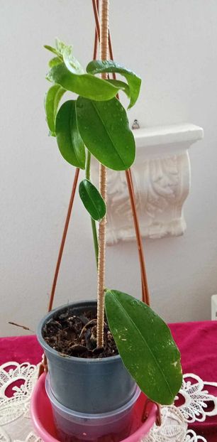 11 mai 2025 - hoya imperialis