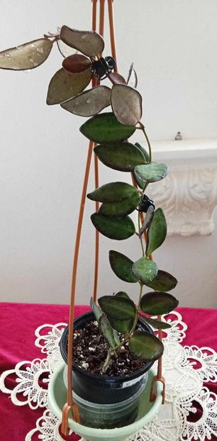 11 mai 2025 - Hoya sp aff burtoniae Variegata