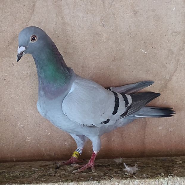 Femela 24-921 - Porumbei vanduti
