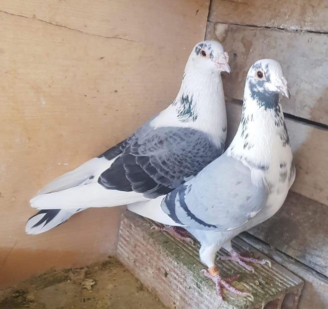  - Nu îmi aparțin 9