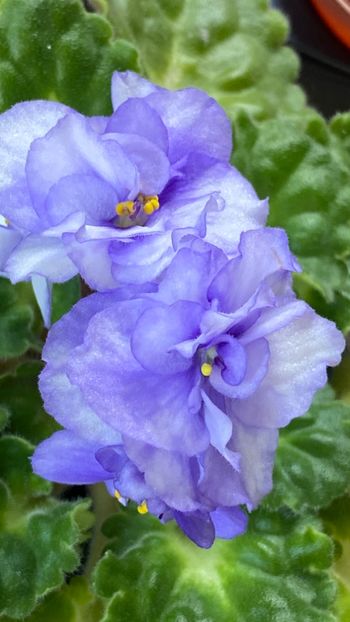  - Rococo bicolor