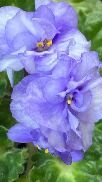  - Rococo bicolor
