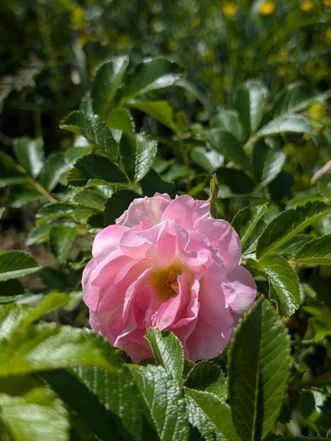 PXL_20250510_120948499 - Rosa rugosa Ritausma