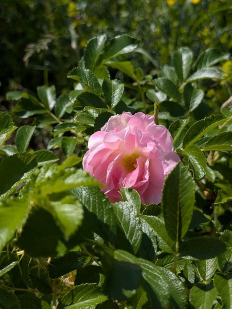 PXL_20250510_120950630 - Rosa rugosa Ritausma