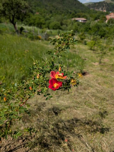 PXL_20250510_115916721 - Rosa foetida bicolor
