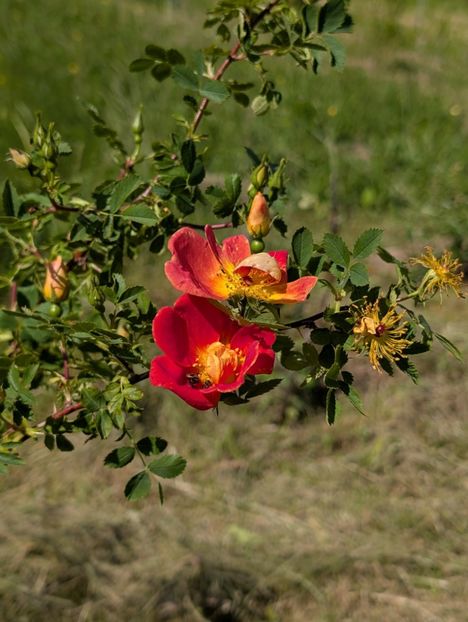 PXL_20250510_115926865 - Rosa foetida bicolor