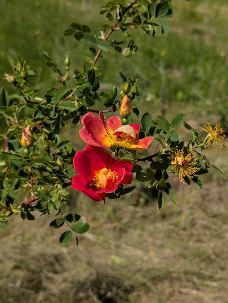 PXL_20250510_115927943 - Rosa foetida bicolor