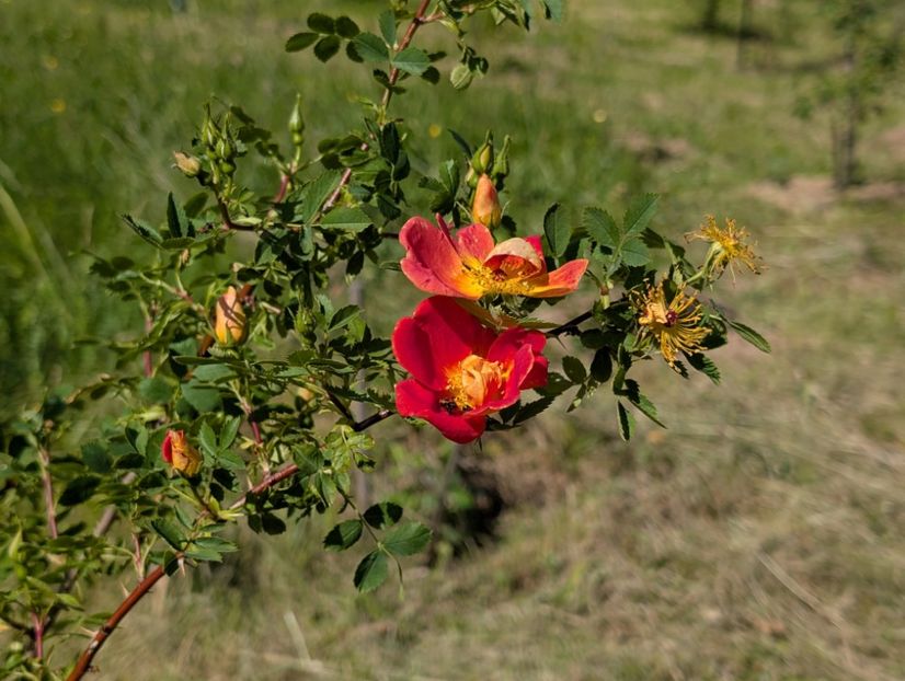 PXL_20250510_115935438 - Rosa foetida bicolor