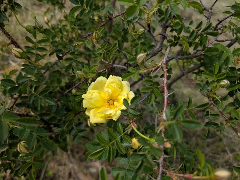 PXL_20250510_115645463 - Rosa Harisonii