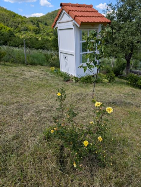 PXL_20250510_115700931 - Rosa Harisonii