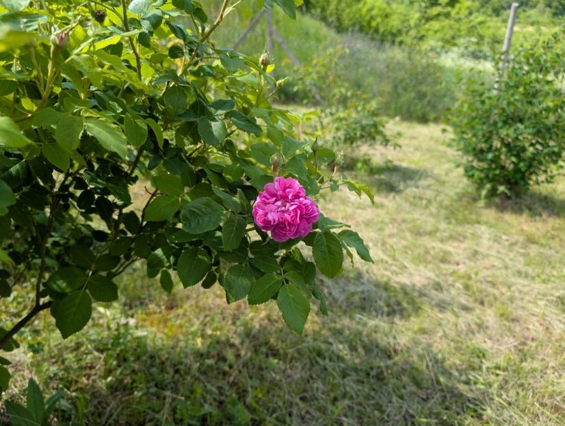 PXL_20250510_115807538 - Glendora