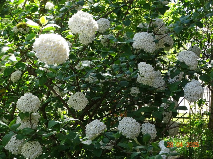  - Copacei si arbusti 2025