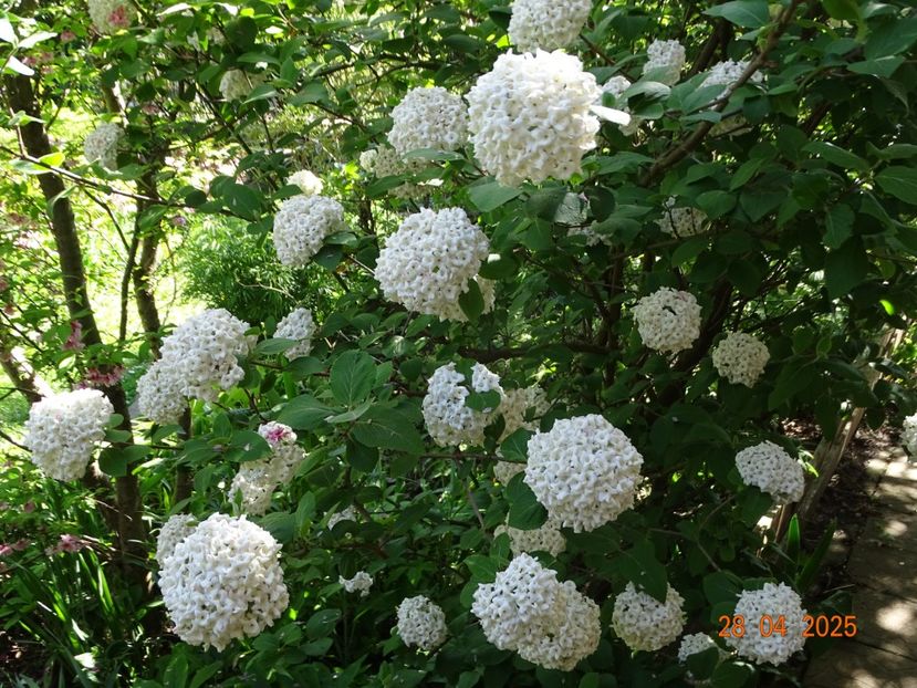  - Copacei si arbusti 2025