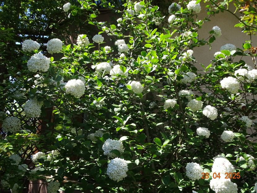  - Copacei si arbusti 2025