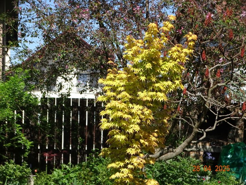  - Copacei si arbusti 2025