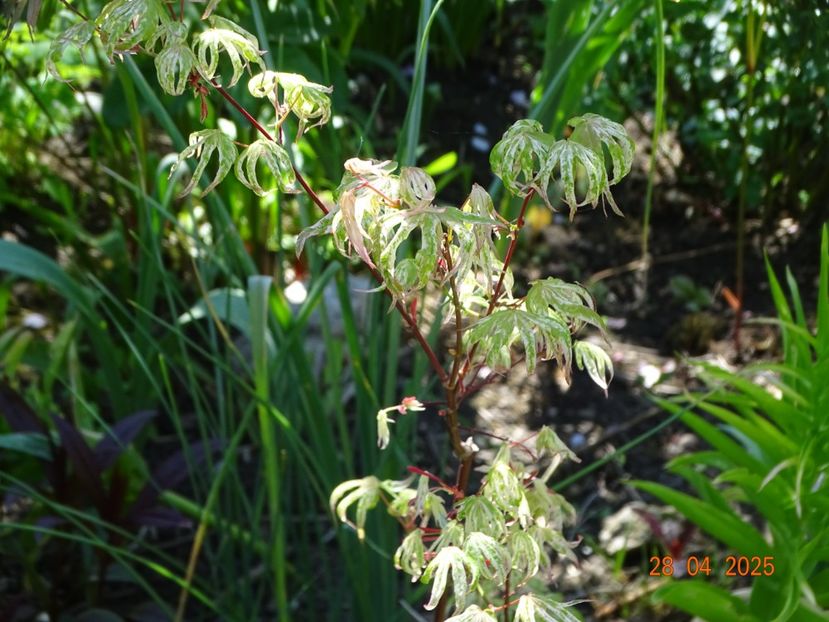  - Copacei si arbusti 2025