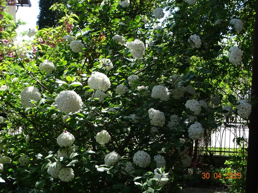  - Copacei si arbusti 2025