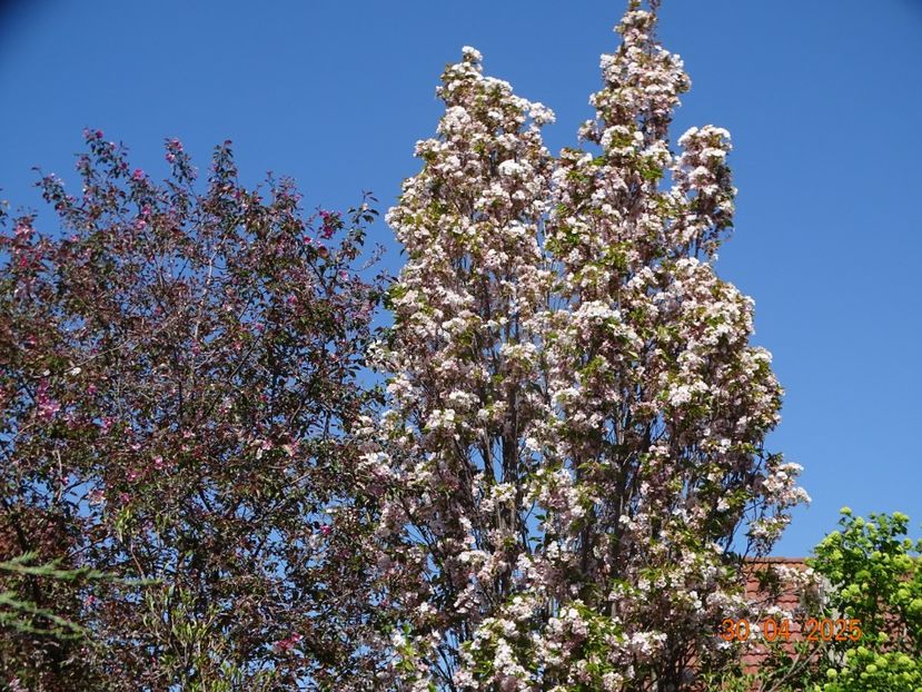  - Copacei si arbusti 2025