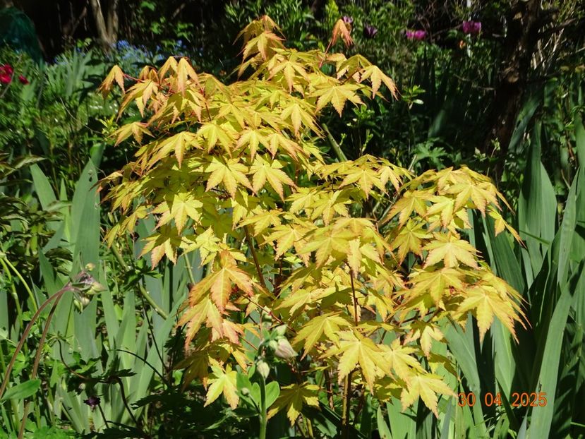  - Copacei si arbusti 2025