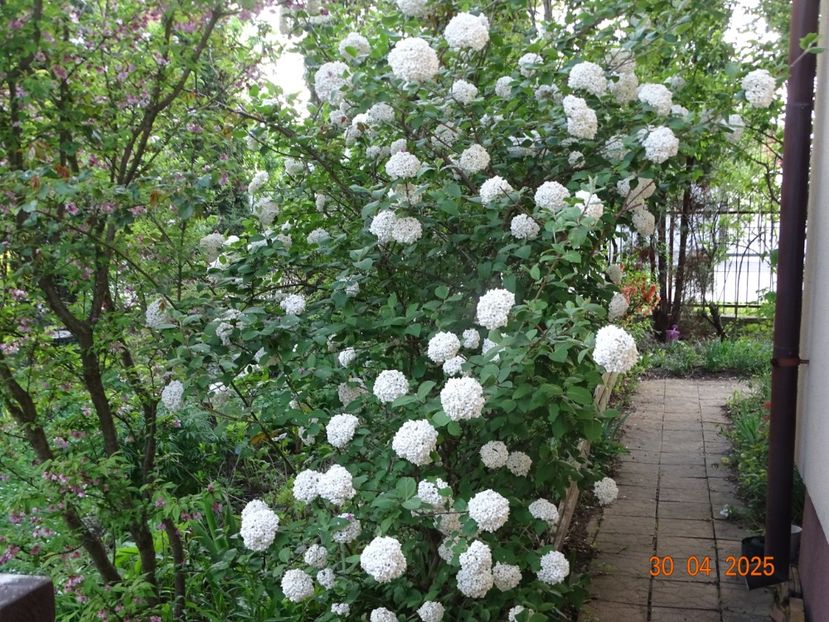  - Copacei si arbusti 2025