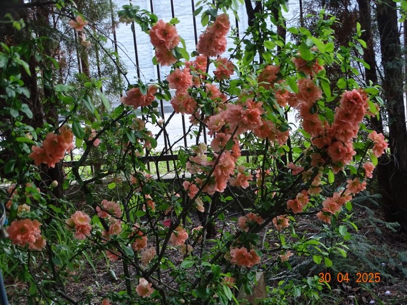  - Copacei si arbusti 2025