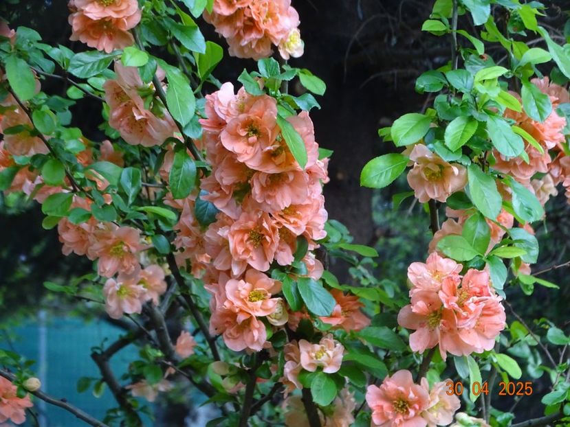  - Copacei si arbusti 2025