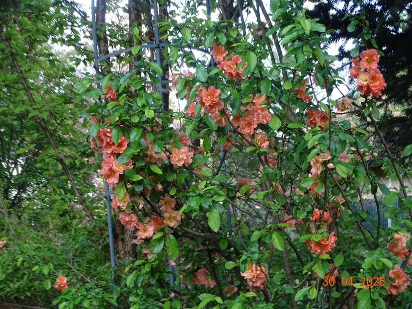  - Copacei si arbusti 2025