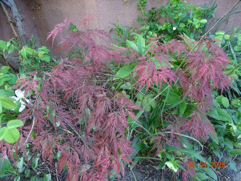  - Copacei si arbusti 2025