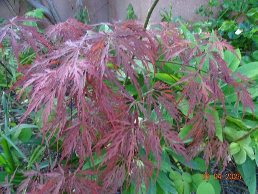  - Copacei si arbusti 2025