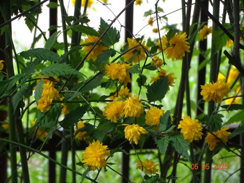  - Copacei si arbusti 2025