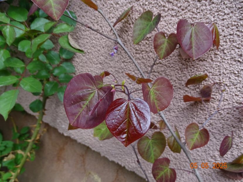  - Copacei si arbusti 2025