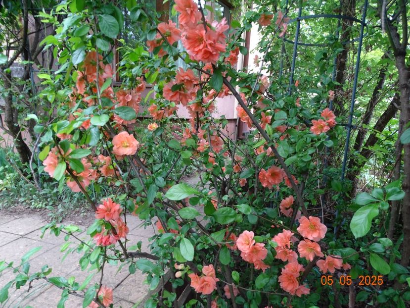  - Copacei si arbusti 2025