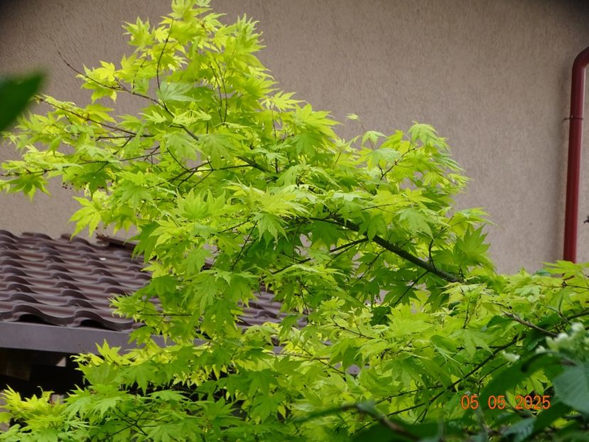  - Copacei si arbusti 2025